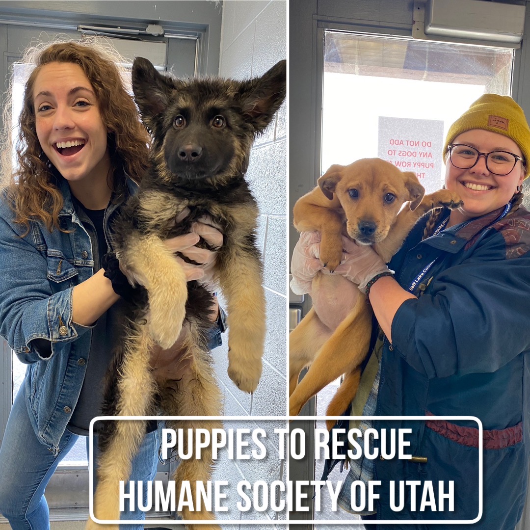SLCoAnimals's tweet image. #thankyou to our rescue partners for helping get pets adopted! @utahhumane #adoptutahpets #slco