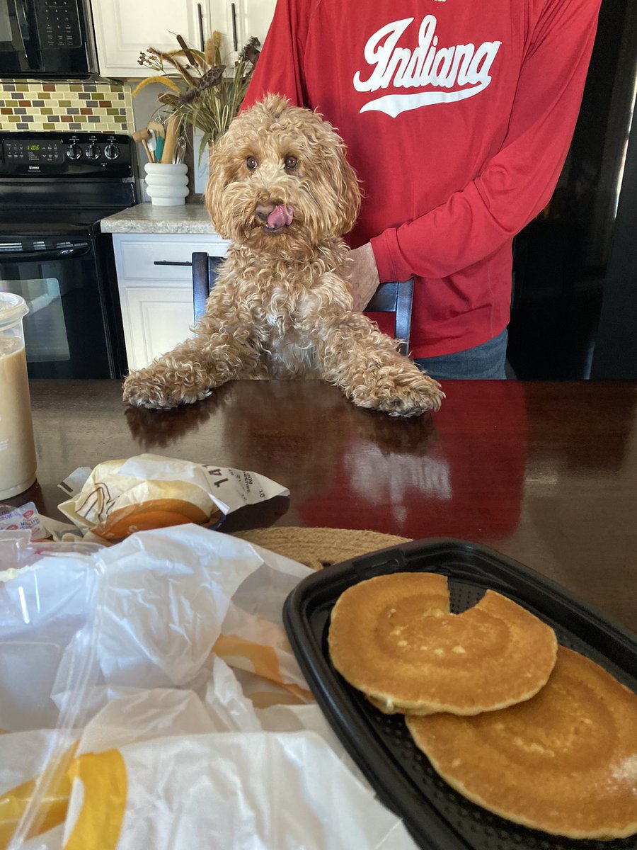 PaulaSeybold's tweet photo. Barkley enjoying his breakfast 🥞 https://t.co/nGftMPGjcz