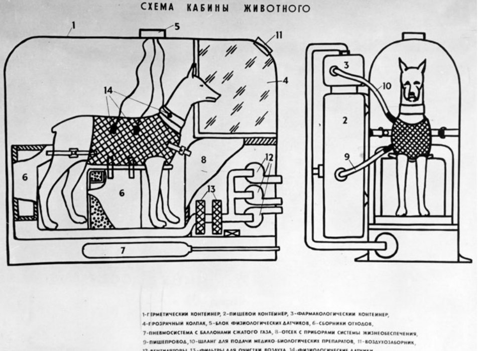 Alexandra Horowitz (@dogumwelt) on Twitter photo these cuties are Laika and Al′bina in 1957, soon to be sent into space -- and the space cabin that housed them
(this from Amy Nelson's <a href="/purling4peas/">Amy Nelson</a> work! hcommons.org/deposits/item/…) these cuties are Laika and Al′bina in 1957, soon to be sent into space -- and the space cabin that housed them
(this from Amy Nelson's <a href="/purling4peas/">Amy Nelson</a> work! hcommons.org/deposits/item/…)