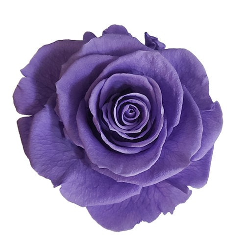endlessblossoms's tweet image. Now 50% off. Wholesale Luxury Ecuadorian preserved rose close out sale on purple six packs etsy.me/3Ek5MGy #purplewedding #mothersday #purpleroses #eternityroses #preservedflower #foreverrose #preservedroses #ecuadorianroses #foreverroses #eternalroses #purple