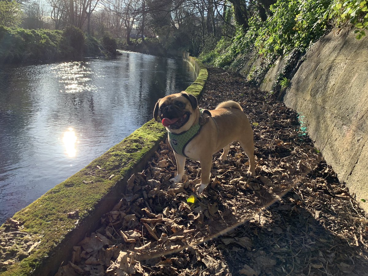 Butchthepug's tweet photo. A Day Out! 🐶 #fun #puglife https://t.co/kBfBblY9Dl