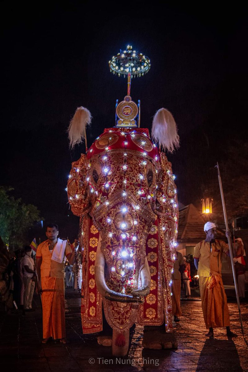 NewsWireLK's tweet photo. The historic Temple of the Tooth Relic in Kandy hosted a ‘Janaraja Perahera’ today after a gap of 34 years. The procession, organized to coincide with the 75th independence celebration, was inaugurated under the patronage of President Ranil Wickremesinghe. https://t.co/kz9tnj2Vkl