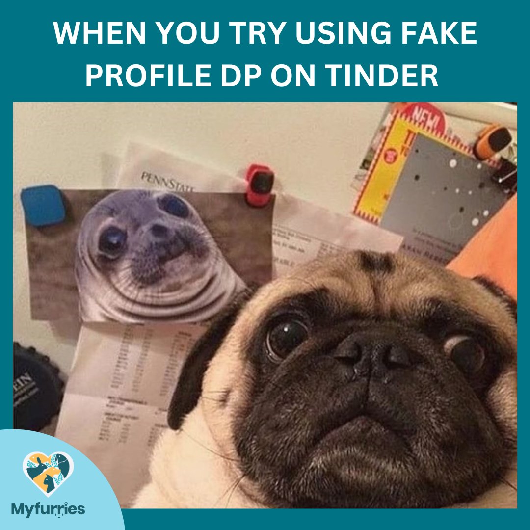 MyFurriesin's tweet image. When you get caught using a fake profile on Tinder 🔥🐶

#datinghumor #petlove #datingappfail #bestfriendgoals #petmatchmaker #tinderfun #petmemes #petlife