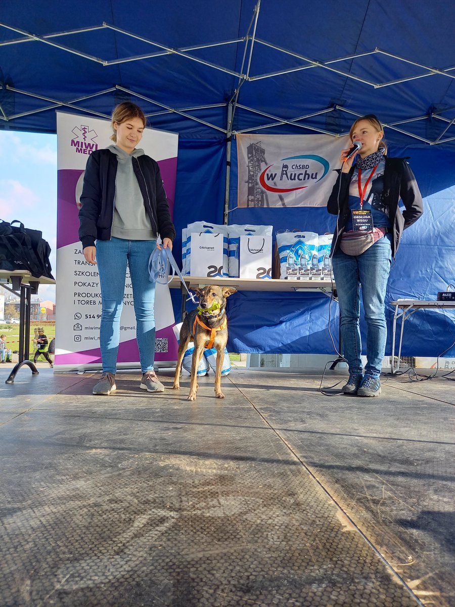 chsbdwruchu's tweet photo. Dacie wiarę, że ten zabójczo uroczy Supełek, który był gościem ostatniego #BiegDwóchSzybów nadal NIE MA DOMU ❓❗ Coś z tym trzeba zrobić! Piesek jest podopiecznym Fundacji SOS dla Zwierząt, przebywa w schronisku Psia Chata w Chorzowie! #Śląsk #niekupujadoptuj @fotoporebski https://t.co/y6H1Hr53JD