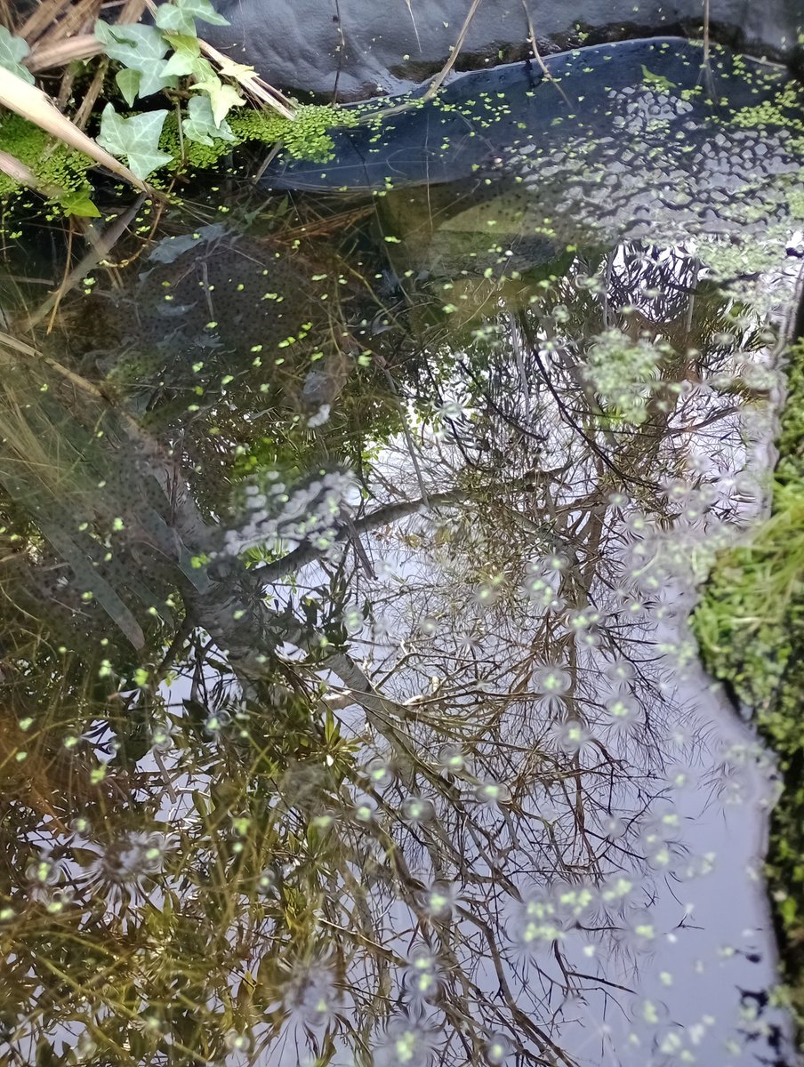 Mae'r gwanwyn ar ddechrau - Bedwyr a'i ffrindiau wedi bod yn brysur yn yr ardd dros nos!