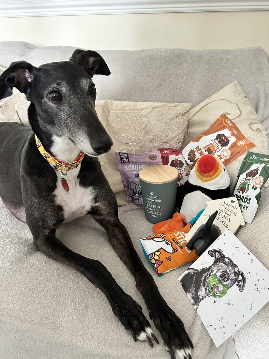 Luna the Greyhound 🏴󠁧󠁢󠁷󠁬󠁳󠁿 tweet media
