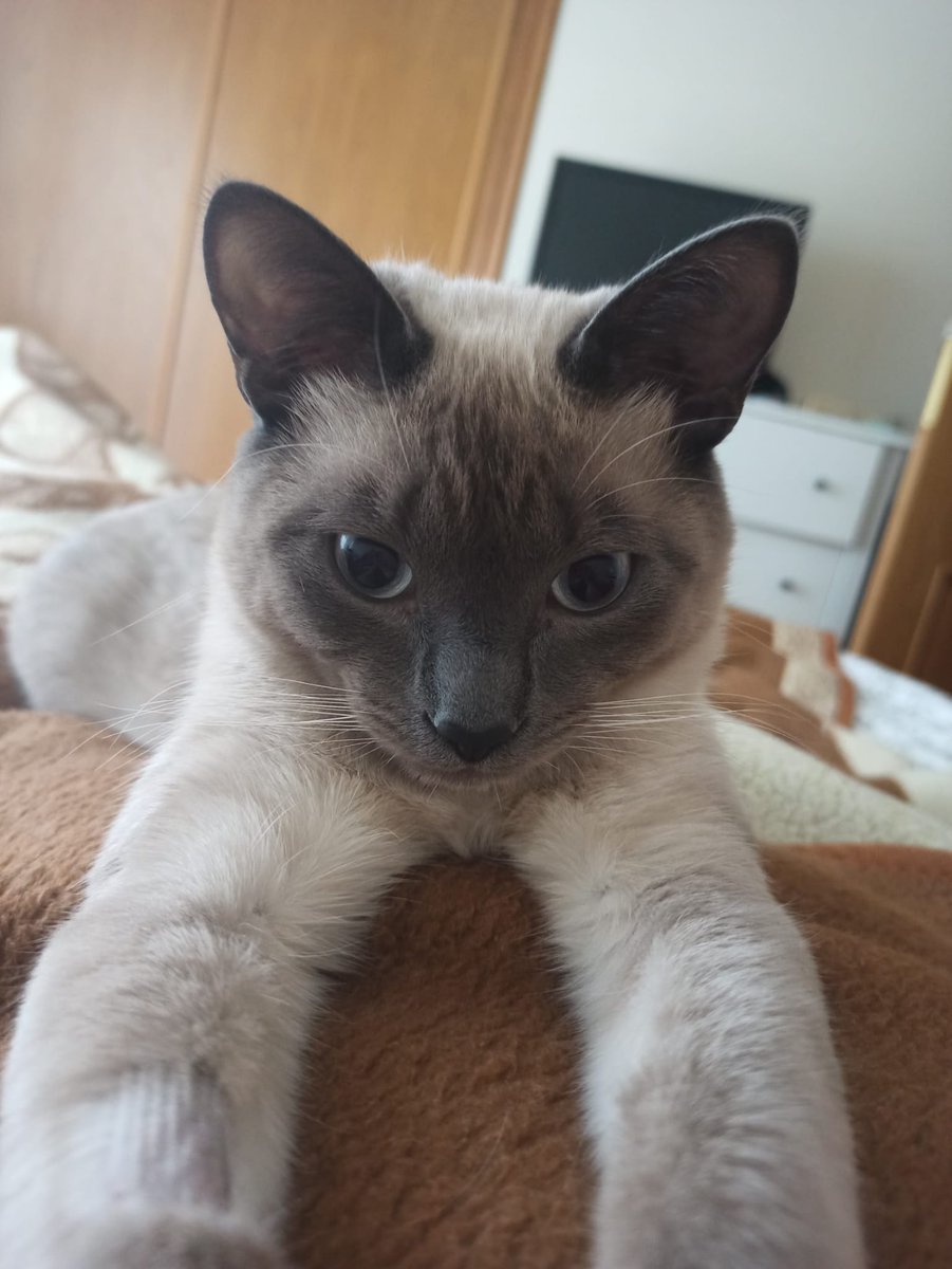 sherlockholmesP's tweet photo. @gatinarios https://t.co/eypFQFOeDg