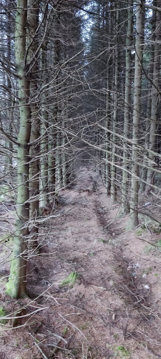 SaveLeitrim's tweet photo. Sitka Spruce is the "battery hen" of the forestry industry in Ireland. The reality not the perception of a profiteering forest Industry which makes little effort to improve the managment of these plantations or deal with legacy issues or to innovative &amp; modernise how this is done https://t.co/eYnPoEhT8B