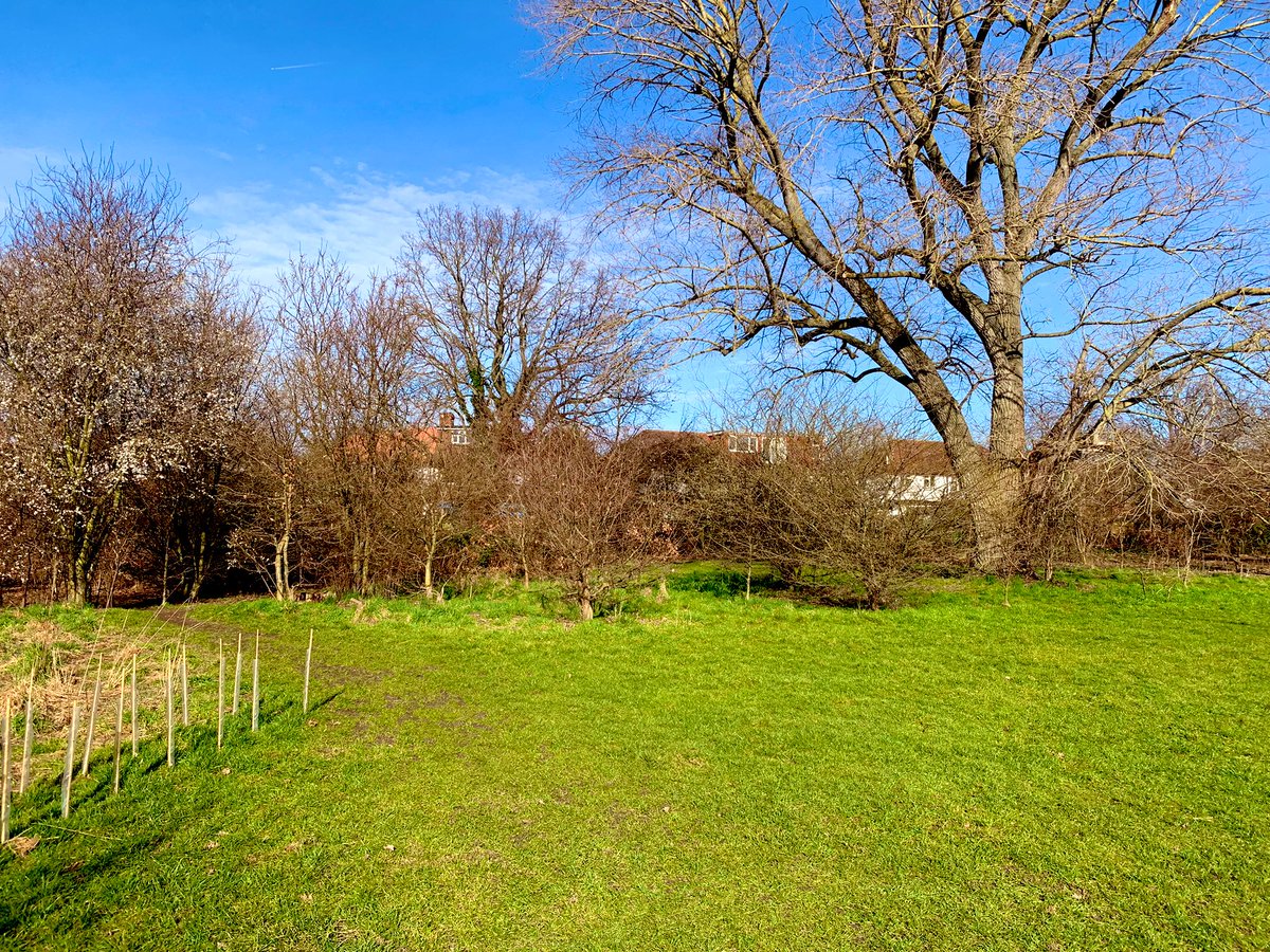 ElliotNewton90's tweet photo. Nice sunny morning out at Dickerage Park, checking on the newly planted hedgerows and litter picking! We plan set up a friends group in the park soon, so keep your eyes peeled for a spring nature day featuring hedgehogs, slow worms and stag beetles! @RBKingston @GlendaleRBK https://t.co/k9xoyVjUzR