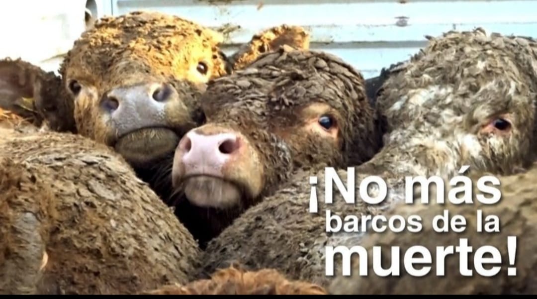maomontenegro's tweet photo. @policia #NoMasBarcosDeLaMuerte
#DesaprenderParaAprender
Humanidad no tiene derecho sobre la integridad y vida de animales sintientes y conscientes.
No más esclavitud, explotación, tortura y masacre.
Ruta: avanzar, conciencia, compasión, empatía y respeto.
Que tú viaje no sea en vano https://t.co/m4lsCPgSIb