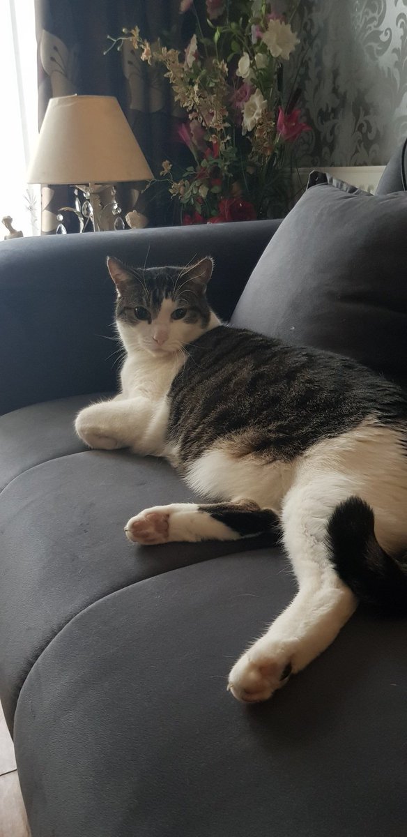MariaSpanos1981's tweet photo. #HappySunday #CatsofTwittter #cats #catlover #Sunday #relaxing https://t.co/cmGcYW9hUF