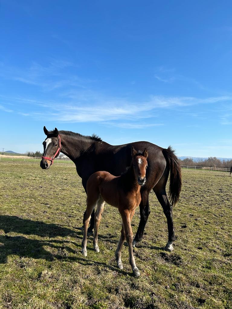 EPAULETTE - PAVLONYA (TOROK) 2023 dd tayımız maşallah hoşgeldim evlat 🙏👏🧿🏇💪🐎🔥🏅🏆🥇