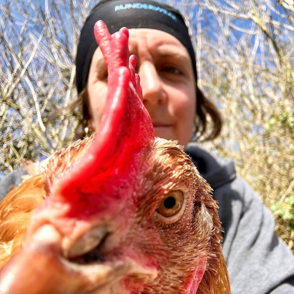 Aloo selfie.

#chickensaremyfriends #chickens #chickensofinstagram #chickensareawesome #backyardchickens #chickensaspets #bhwt #bhwthens #rescuehens #rescuechickens #rescuechicken #rescuechickensofinstagram #chickensofig instagr.am/p/Co2AKkdI6R8/