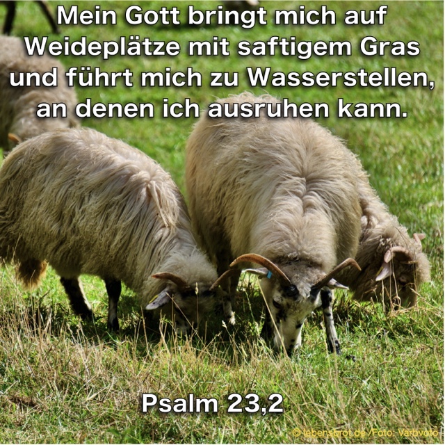 lebensbrot's tweet photo. Wer #Gott als seinen guten Hirten kennengelernt hat, wird in jeder Lebenslage #Oasen der Entspannung, der #Ruhe, der Stärkung und #Ermutigung finden!
Die #Bibel in #Pslam 23,2
#bible

#gott
#hirte #schaf
#shepherd
#auftanken https://t.co/5sBbvSk360
