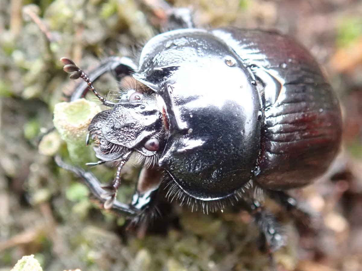 Driehoornmestkever of drietand (Typhaeus typhoeus), zag ik vanmorgen in de weer bij keutels van Ree, op de Borkeld.