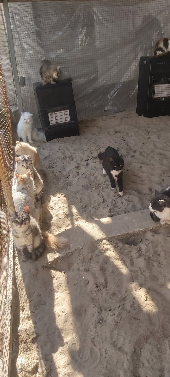 helpcatsmsallam's tweet photo. Dear friends..The weather at night  become very cold..I got gas heaters from your support
there is need2fill the gas pipes periodically
I fill8tubes per month.Each tube costs$35
My goal is to get$280to heat the shelter.Please support me2 warm the cats
TYSM
https://t.co/TbIjrbiNgq https://t.co/Sq2Q1RCPle