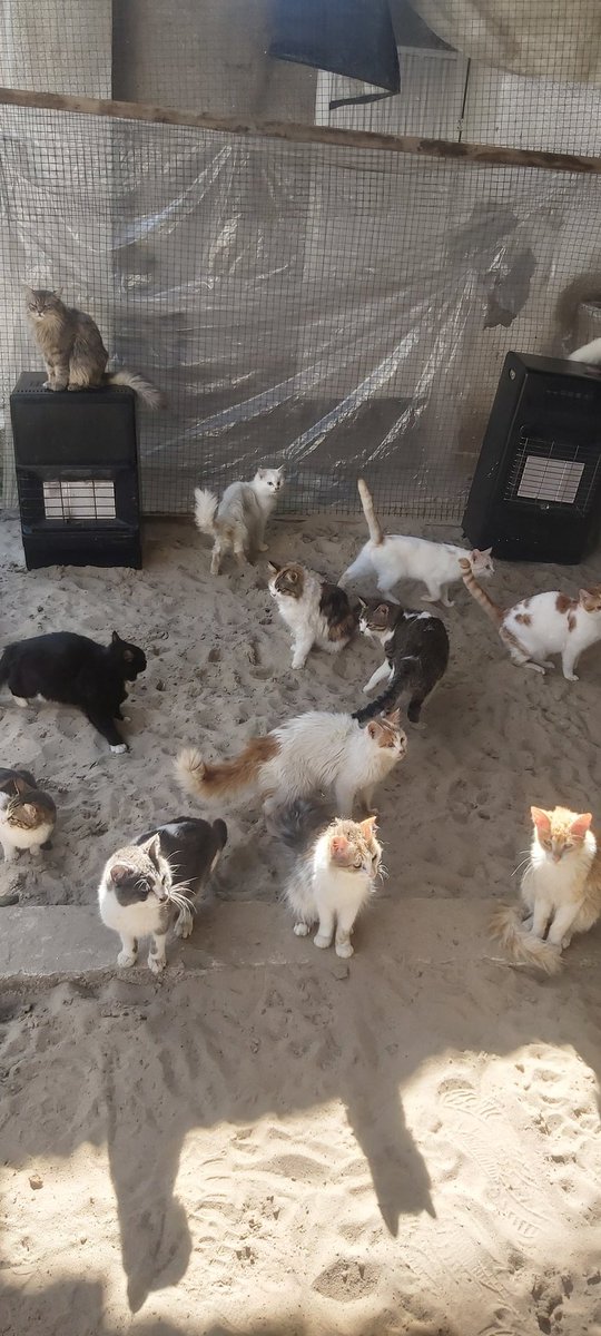 helpcatsmsallam's tweet photo. Dear friends..The weather at night  become very cold..I got gas heaters from your support
there is need2fill the gas pipes periodically
I fill8tubes per month.Each tube costs$35
My goal is to get$280to heat the shelter.Please support me2 warm the cats
TYSM
https://t.co/TbIjrbiNgq https://t.co/Sq2Q1RCPle