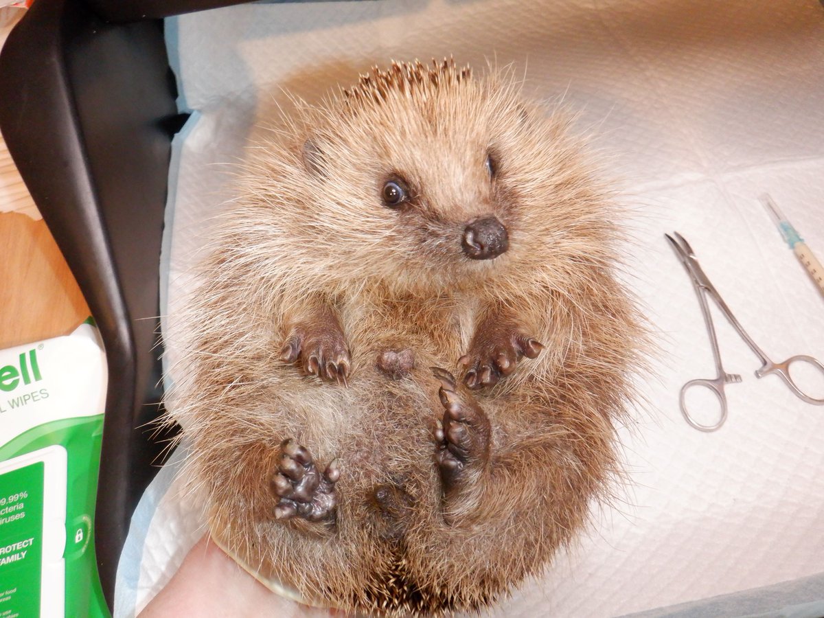 If you have regular hedgehogs visiting your garden and provide for them, please tell all your neighbours. Even if it doesn't encourage them to also feed, they will come to you if they see a hedgehog in trouble. That can make the difference between life and death to a casualty.