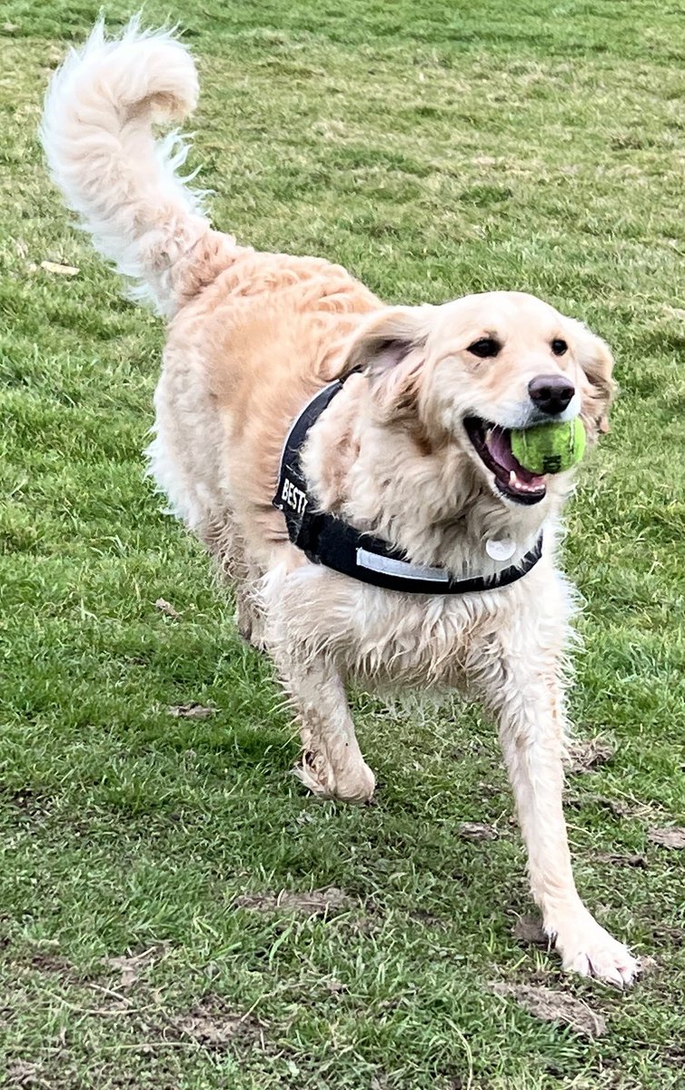 NedUpcycle's tweet photo. We are home after having a wonderful week away by the sea. As you can see Ned has had a great time. Now back to business & the Etsy shop is back open. Link to shop in bio #seaside #holiday #etsyuk #chideock #upcycle #upcycled #goldendoodles #goldendoodle #happy #spring #woodwork https://t.co/9CaS34HGpB
