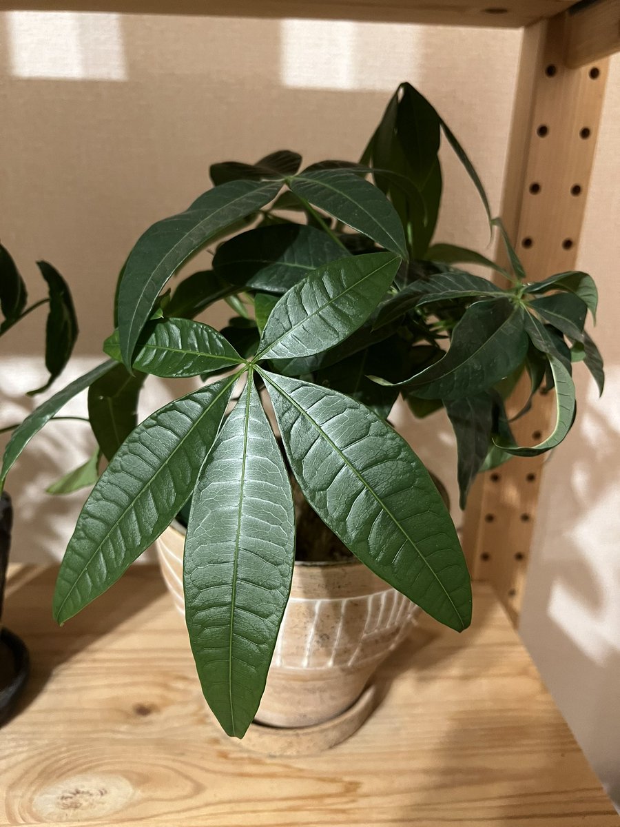 tunneltaro's tweet image. パキラ、葉のつやが素敵です。

#観葉植物 #パキラ #pachira #guianachestnut #foliageplant #houseplants #greenplants #indoorplants #観葉植物のある暮らし #グリーンのある暮らし #緑のある暮らし #植物のある暮らし