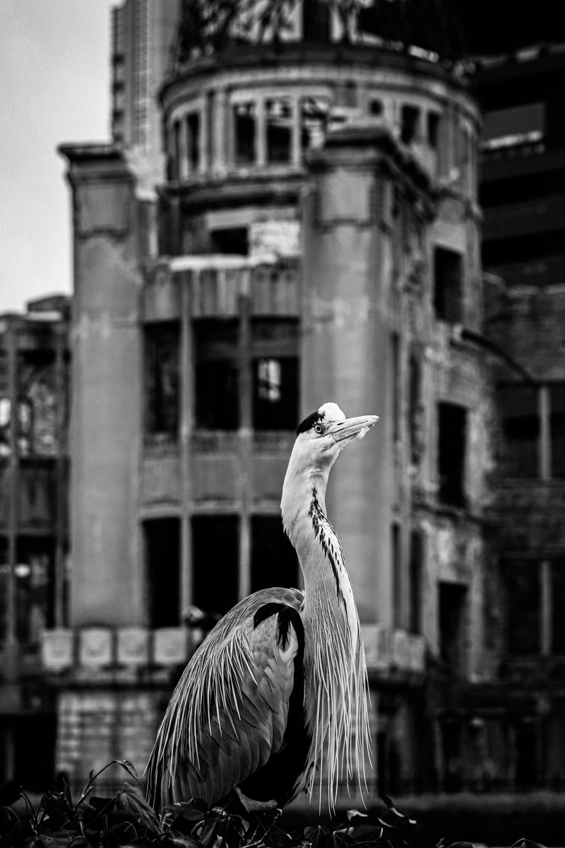 Menokami_Tenbo's tweet photo. アオサギ

#野鳥撮影 #野鳥 #原爆ドーム #広島 #東京カメラ部 #tokyocameraclub #白黒写真 #キリトリセカイ #ファインダー越しの私の世界 #写真好きな人と繫がりたい #写真撮ってる人と繋がりたい #photographer #photograph #photography https://t.co/P8B8JrldZj