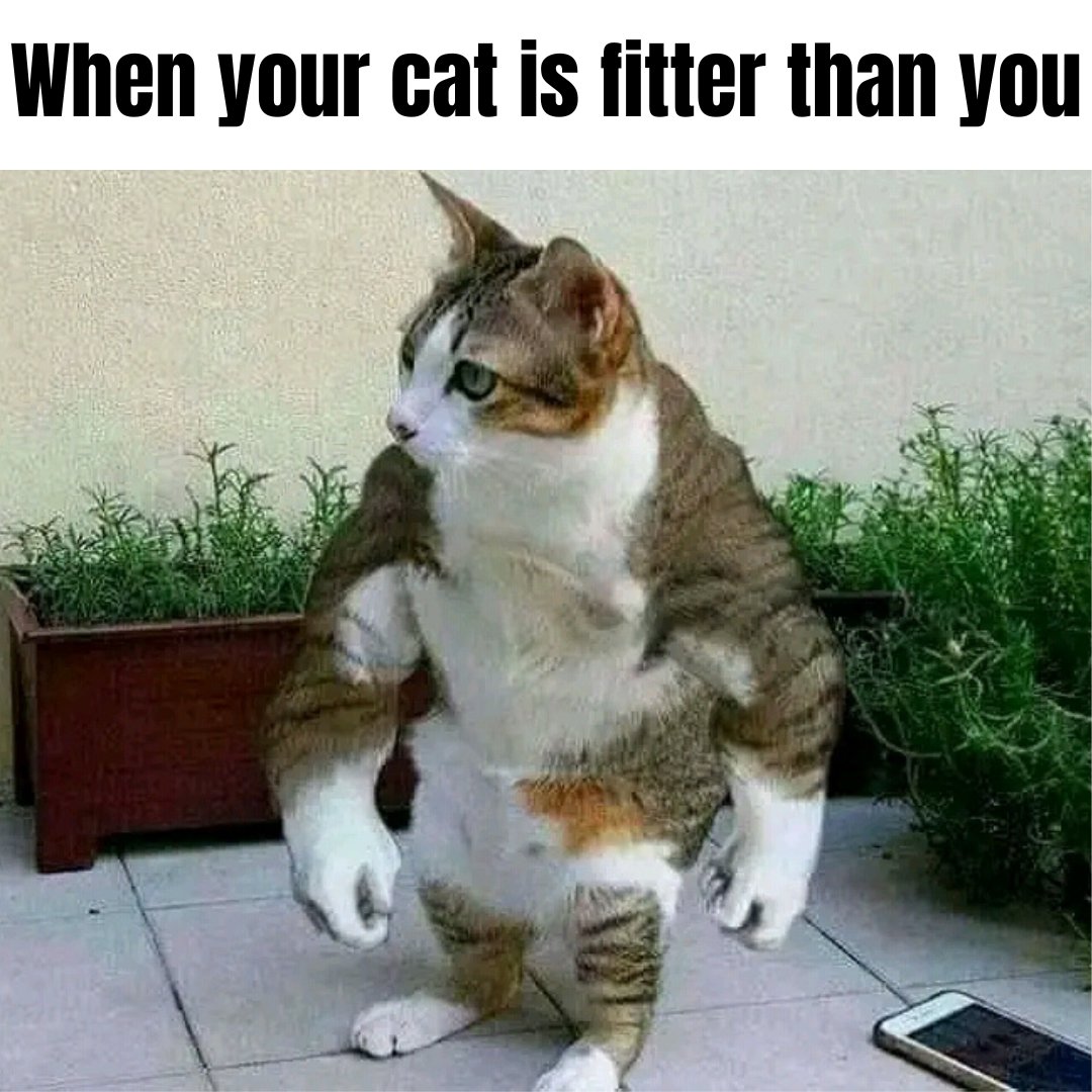 Iwantthatcat's tweet photo. Nice Meow-cles puchy💪😹😹😹
#Cathulk #fitness https://t.co/G4Zbo7Cxue