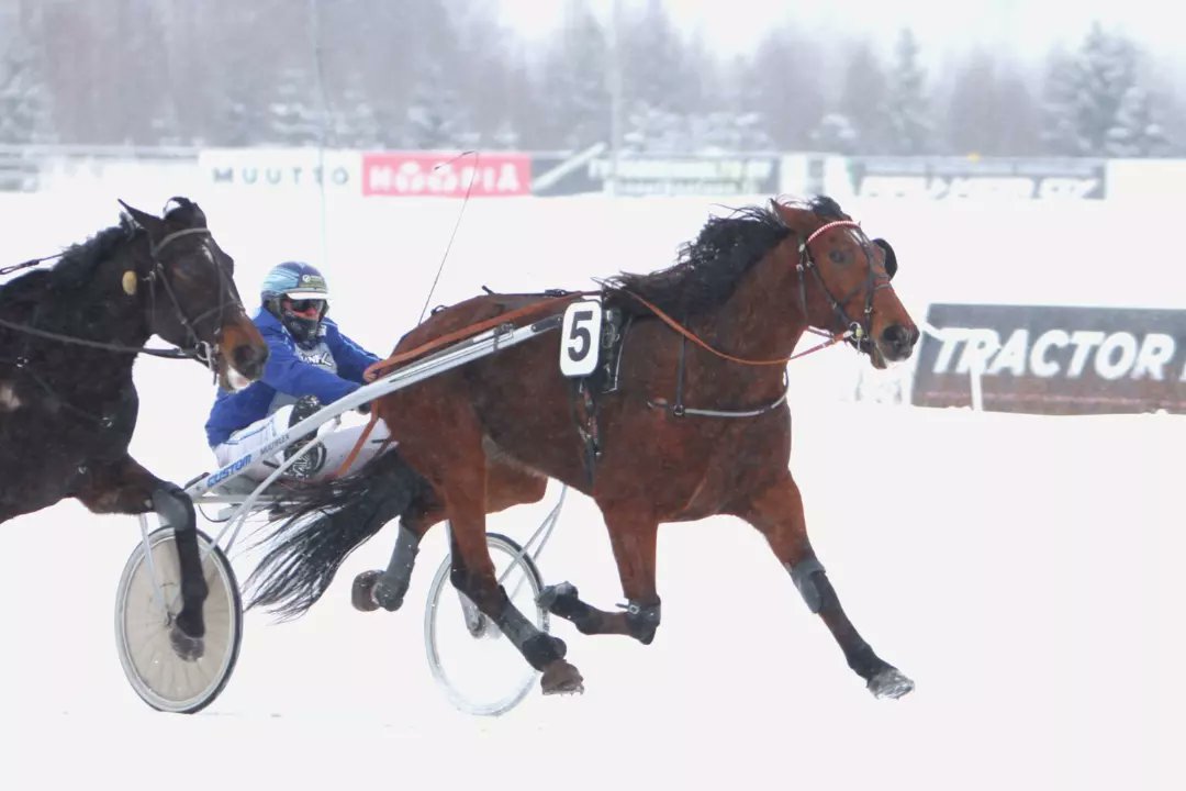 Lappeen ravit-lähdön ykkönen oli Bean Fighter ja jo kolmannen kerran tänään Jarmo Saarela. Satu Munne Kouvolasta omistaa ja valmentaa lahjakasta tammaa. #ravit #lappeenravit #lappeenravirata
