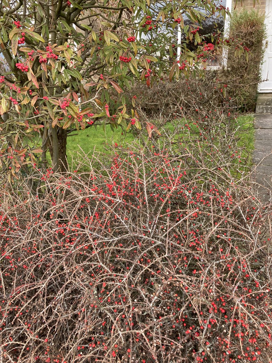 Jan_Lentzos's tweet photo. #SixOnSaturday #InMyGarden
#WildlifeGarden #BirdFriendly #WinterGarden #Berries #RedBerries #Wintry #BareBranches #Cotoneaster #Clematis #Weigela #GreenShoots #SignsOfSpring #NewGrowth #SpringIsComing #Robin #FebruaryGarden #Sarcococca #WinterFlowers #SweetScent #MyGardenInWinter https://t.co/aifYpWceP9