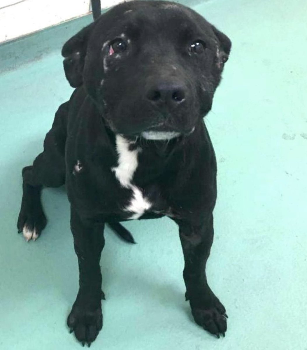 reddogsusie's tweet photo. #TN #MEMPHIS
🆘FINAL PLEA🆘Sandpiper 10mo HW+ Found stray with injuries💔Full of puppy love & energy-good in playgroups🆘MUST EXIT 2/20 TO AVOID EUTH 2/21🆘Pls:
🔹Adopt🔹Rescue🔹Pledge
🔹Foster #MASA20657
Located: Memphis Animal Services https://t.co/ZoNwe14Mpw