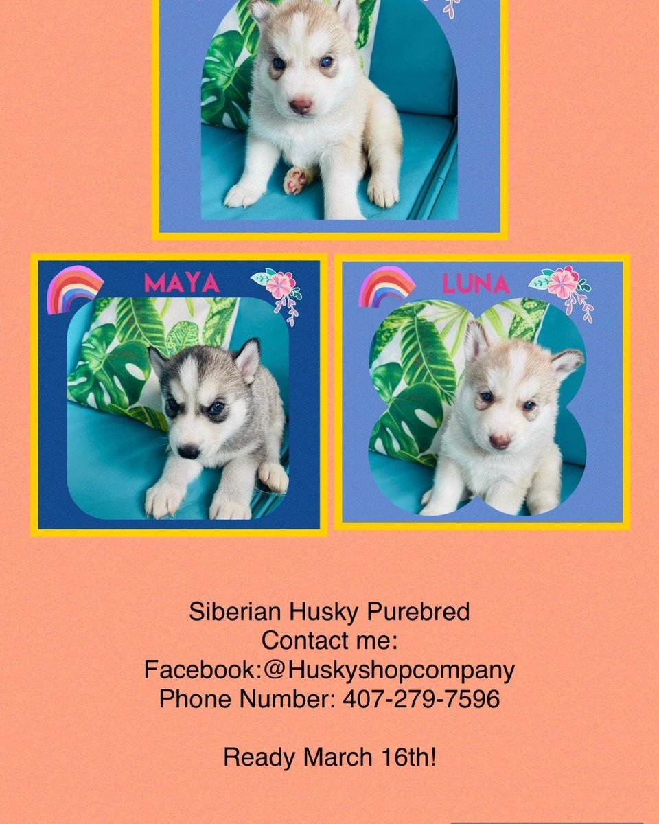 Norma Vega Mystic Dunes Resort Facilities Admon tweet media