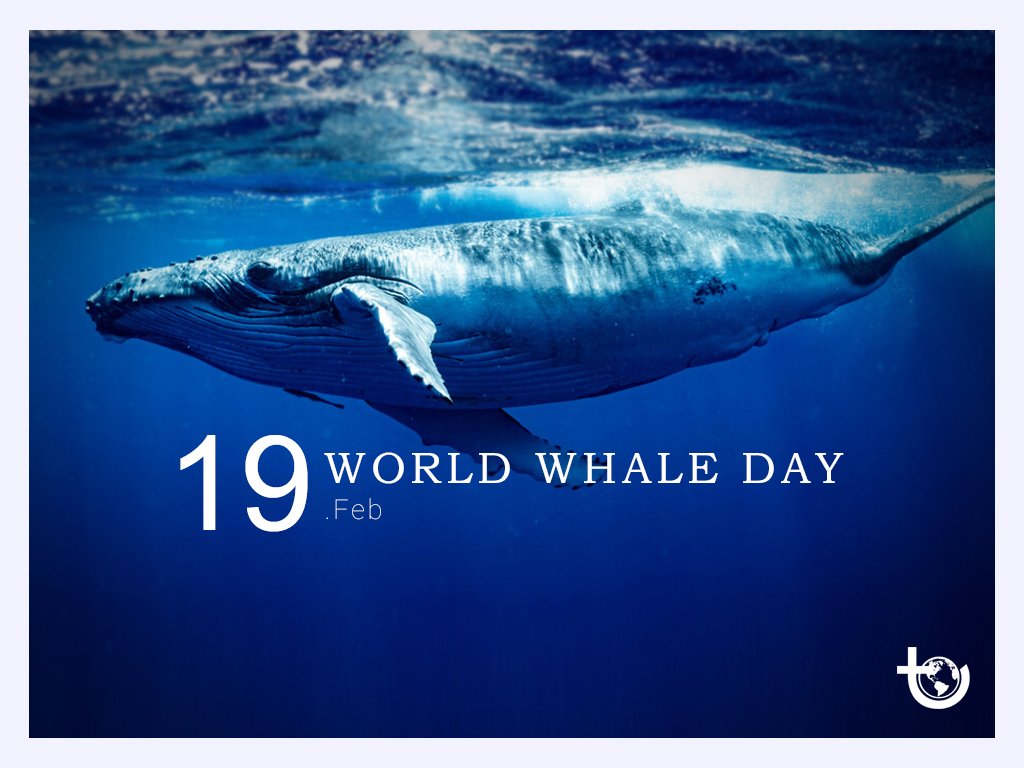 Tiredearth's tweet photo. #WorldWhaleDay is celebrated every year on the third Sunday in February and this year, it takes place on February 19.

🐋 It is a wonderful opportunity to celebrate these magnificent aquatic mammals!

#TiredEarth #biodiversity #ocean https://t.co/XZOouTg9Gh