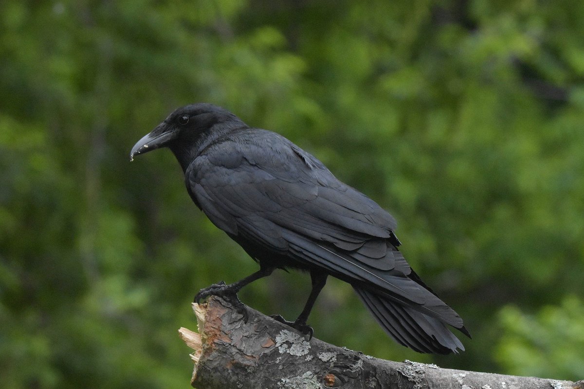 GreenEmerging's tweet image. American Crow is large, intelligent, all-black birds. They are well distributed across America and eat almost anything—typically earthworms, insects and other small animals, seeds, and fruit; also garbage, carrion, and chicks they rob from nests. |

#americacrow #crow #bird
