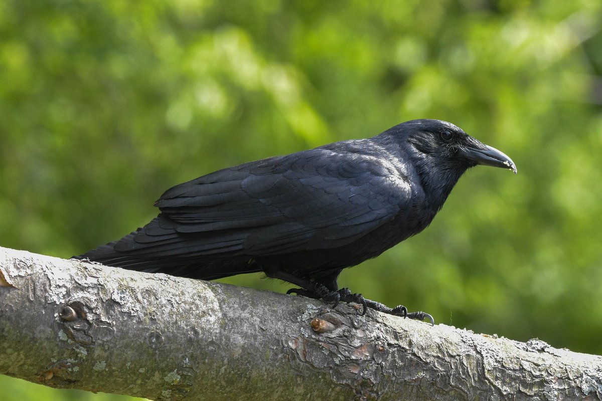 GreenEmerging's tweet image. American Crow is large, intelligent, all-black birds. They are well distributed across America and eat almost anything—typically earthworms, insects and other small animals, seeds, and fruit; also garbage, carrion, and chicks they rob from nests. |

#americacrow #crow #bird