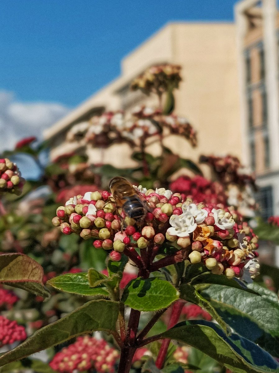 yoileen76's tweet image. #Trabajando #Working #BeesAtWork #AbejasTrabajando #camelia #almendro #durillo #viburnum #prunus @RJBOTANICO