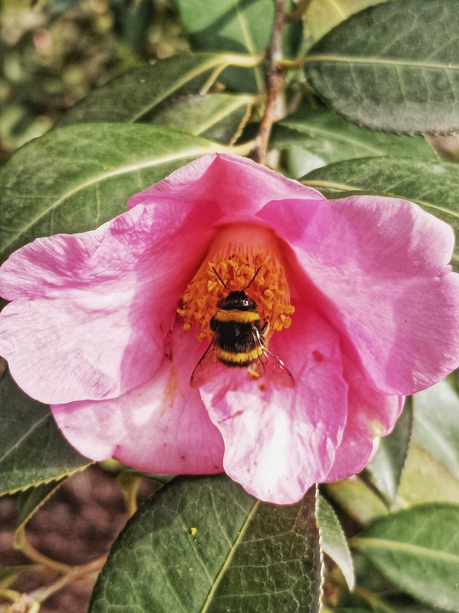 yoileen76's tweet image. #Trabajando #Working #BeesAtWork #AbejasTrabajando #camelia #almendro #durillo #viburnum #prunus @RJBOTANICO
