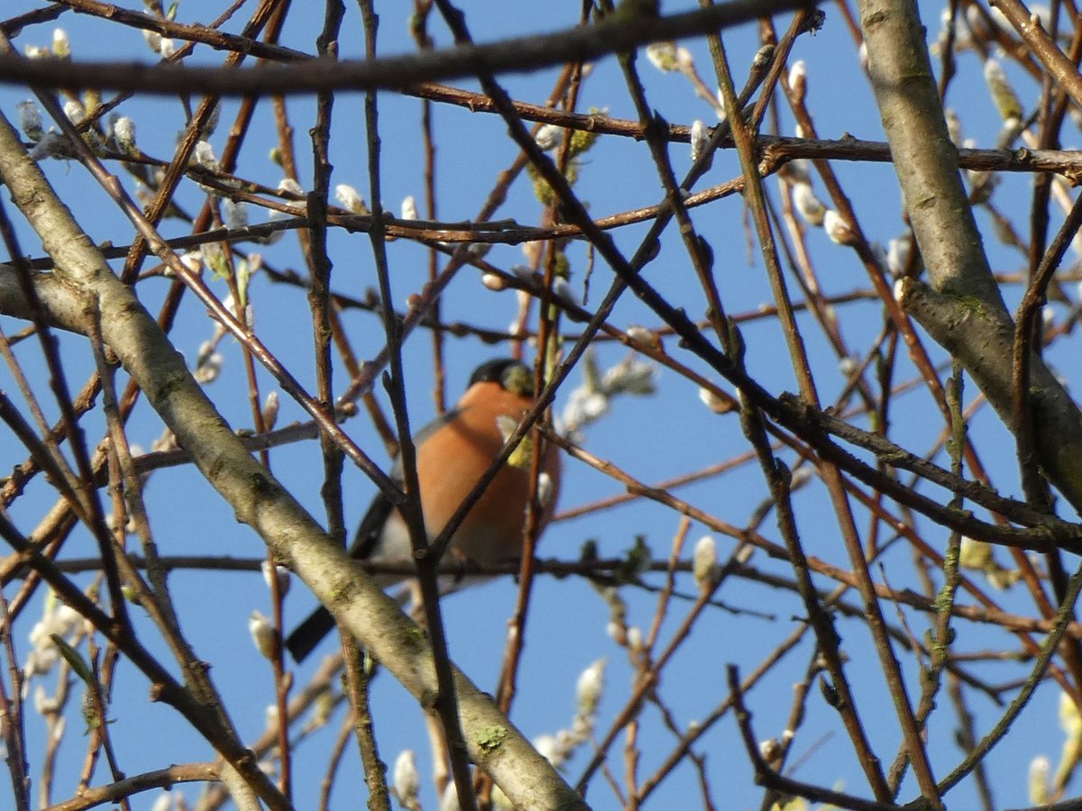 Goudvinken op de #Suikerzijde maar ook de eerste zingende zanglijster gehoord vanochtend. De lente begint.