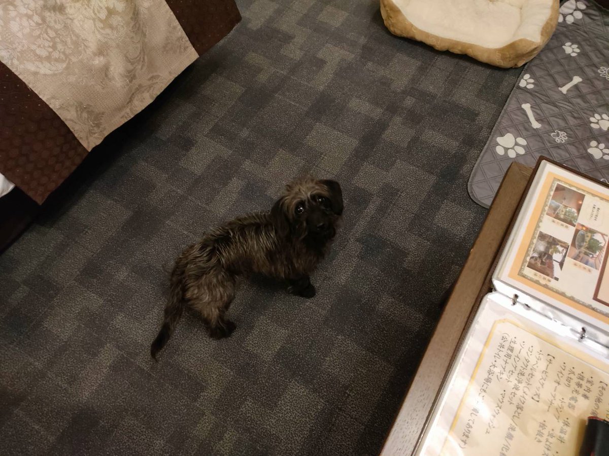 ダップーのウタ tweet media