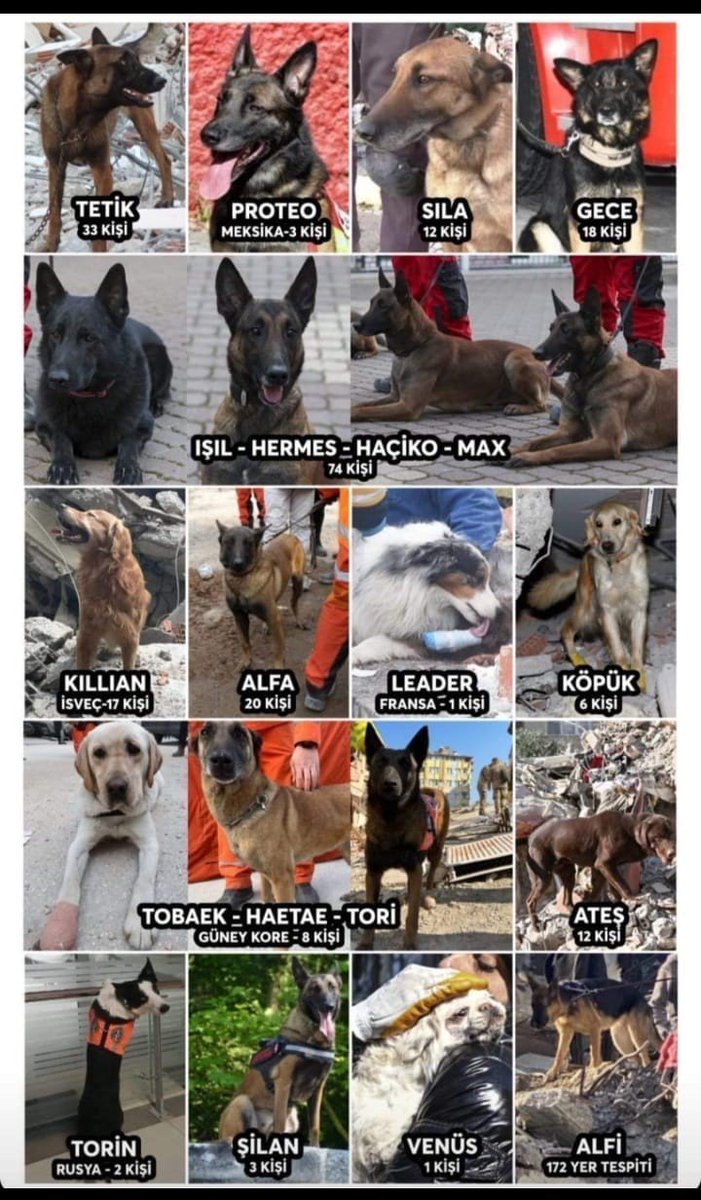 Ülkeyi yasa boğan Kahramanmaraş depremleriyle birlikte 10 ilde meydana gelen yıkımların enkazlarında çalışan arama kurtarma köpekleri büyük başarıya imza attı

431 yabancı 20 yerli can dostları enkazdan 230 kişinin canlı çıkmasını sağladı sozcu.com.tr/2023/gundem/23…