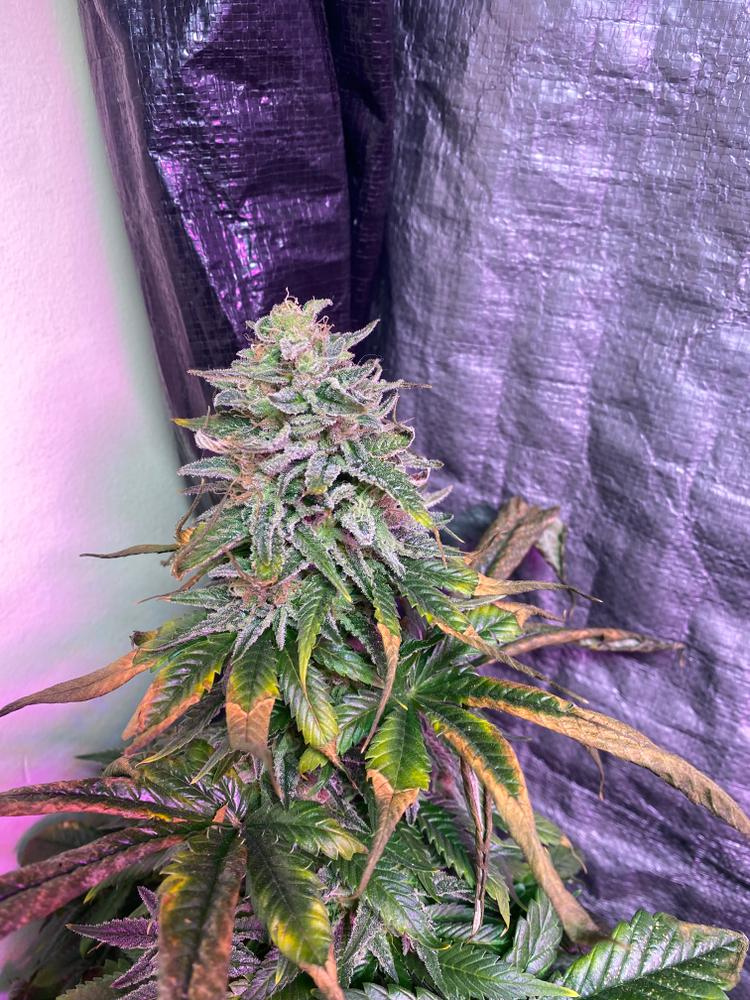 Super Silver Haze Feminized
Stay on on everything you have to do I personally Best crop I had and hardest crop i grew 
 buff.ly/3vA6kBR