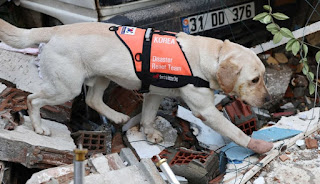 SoloPerros3's tweet photo. Un valiente perro rescatista coreano continúa la búsqueda en Turquía a pesar de sus heridas https://t.co/ssYsq7mJoY
#perros #perrosrescatistas #TurquiaTerremoto https://t.co/erBEfKmVzF