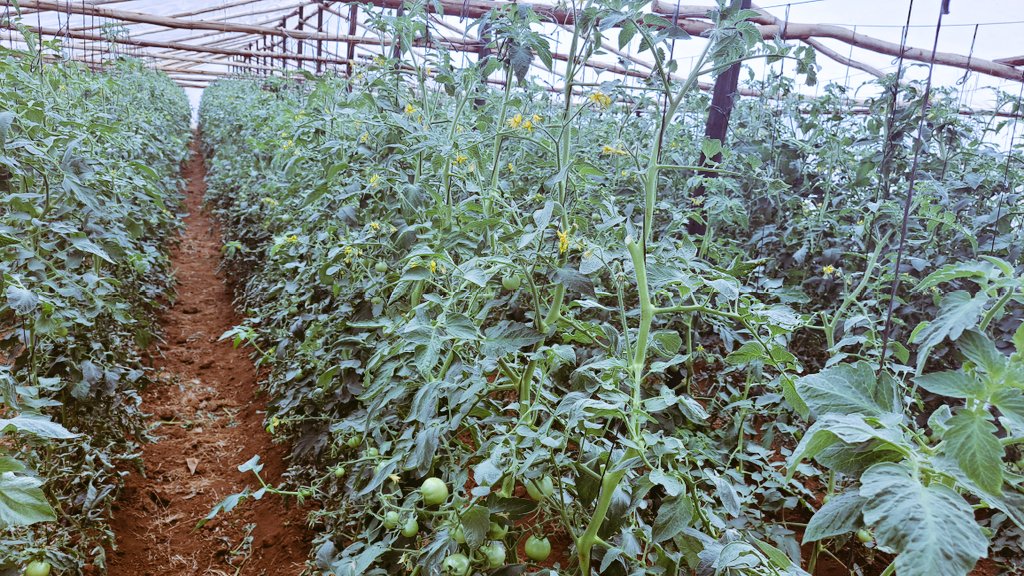 Limon Jack tweet media