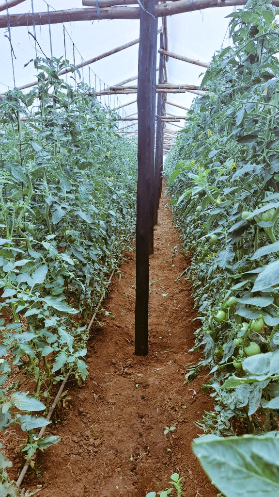 Limon Jack tweet media