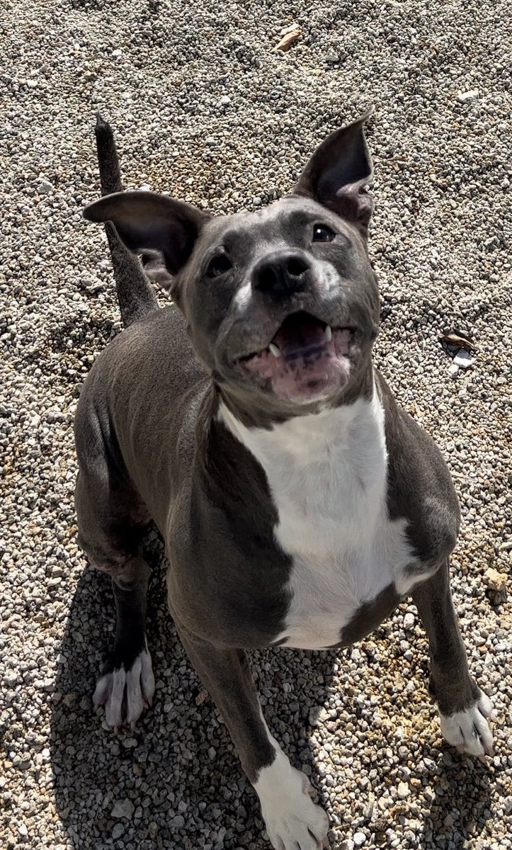 Wise2thaG's tweet photo. Who loves dogs? Here is one of mine. Her name is Milli and she loves balloons 🎈🎈 

#SHESCUTETHO @BackYrdBullies #NFTs4CHARITY https://t.co/CXRZIOb7fn