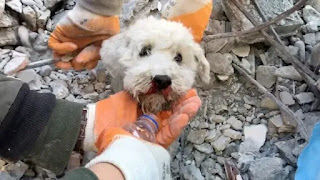 SoloPerros3's tweet photo. Así es el rescate de un perro atrapado bajo los escombros del terremoto en Turquía https://t.co/jNPEAZAJHU
#Turquia #TurquiaTerremoto #perrosrescatados https://t.co/vMUTok4tQV