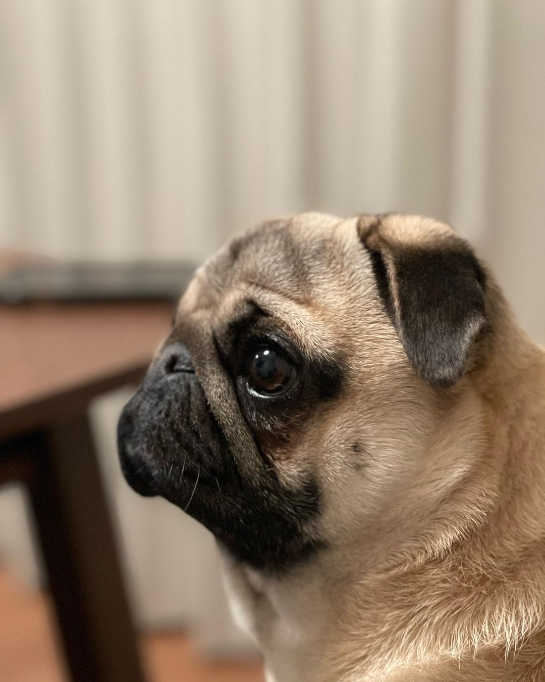 Pug me 2025