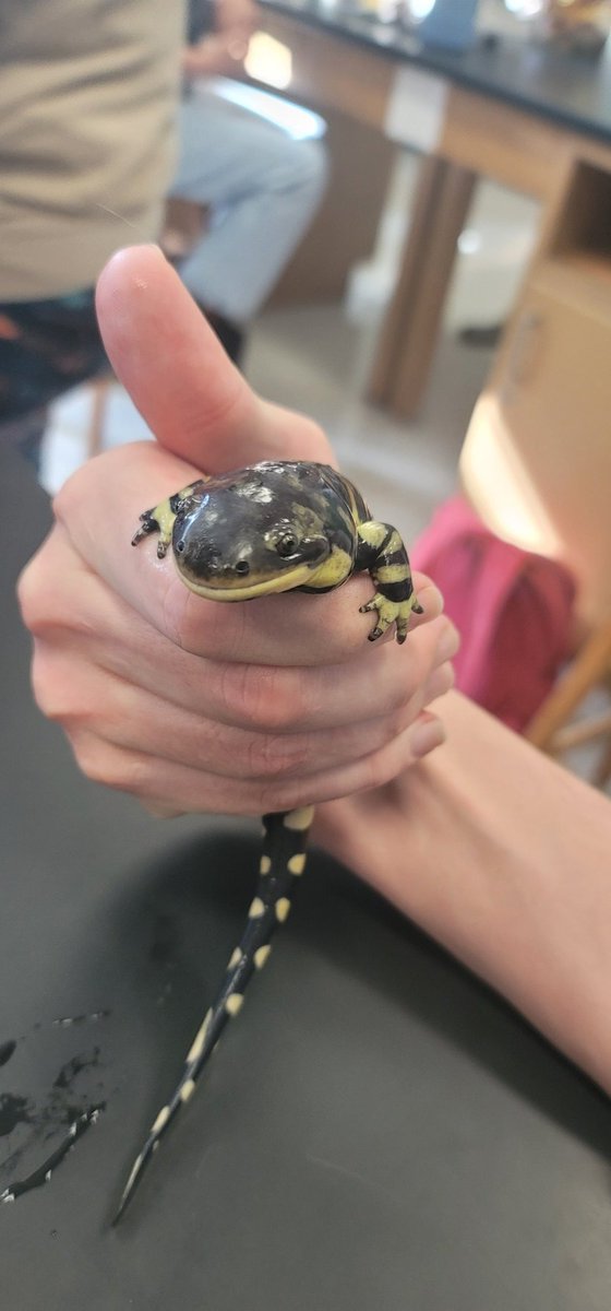 BanditoBill tweet media