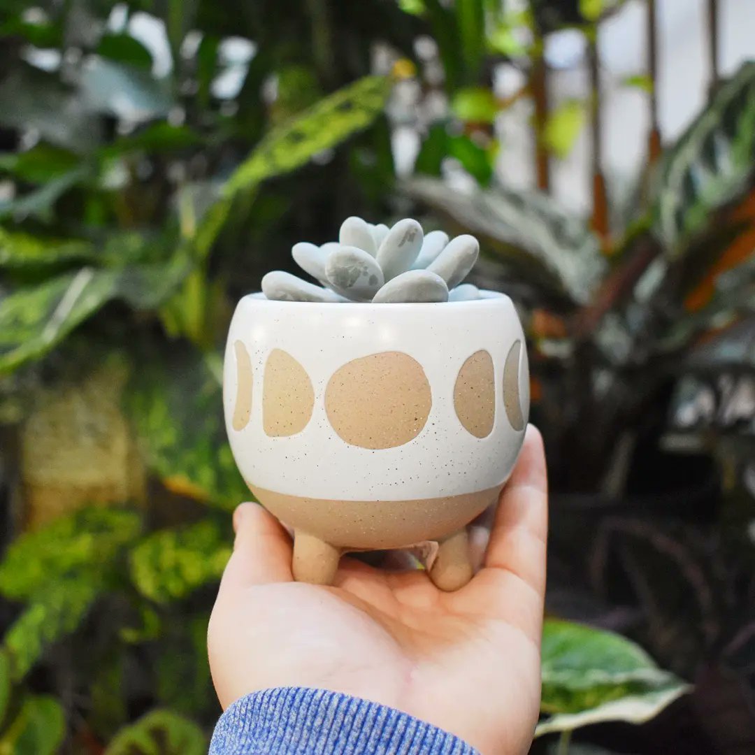 GardenGeeksUK's tweet photo. POV: you work in the world's best plant shop so you're putting tiny plants in tiny pots to boost everyone's serotonin π which one's your favourite combo?
#gardengeeks #plants #plantpots #giftideas #goodvibes #plantheaven #sassandbelle #prettypots #allthingsbotanical #plantshop https://t.co/lWCUcB4URD