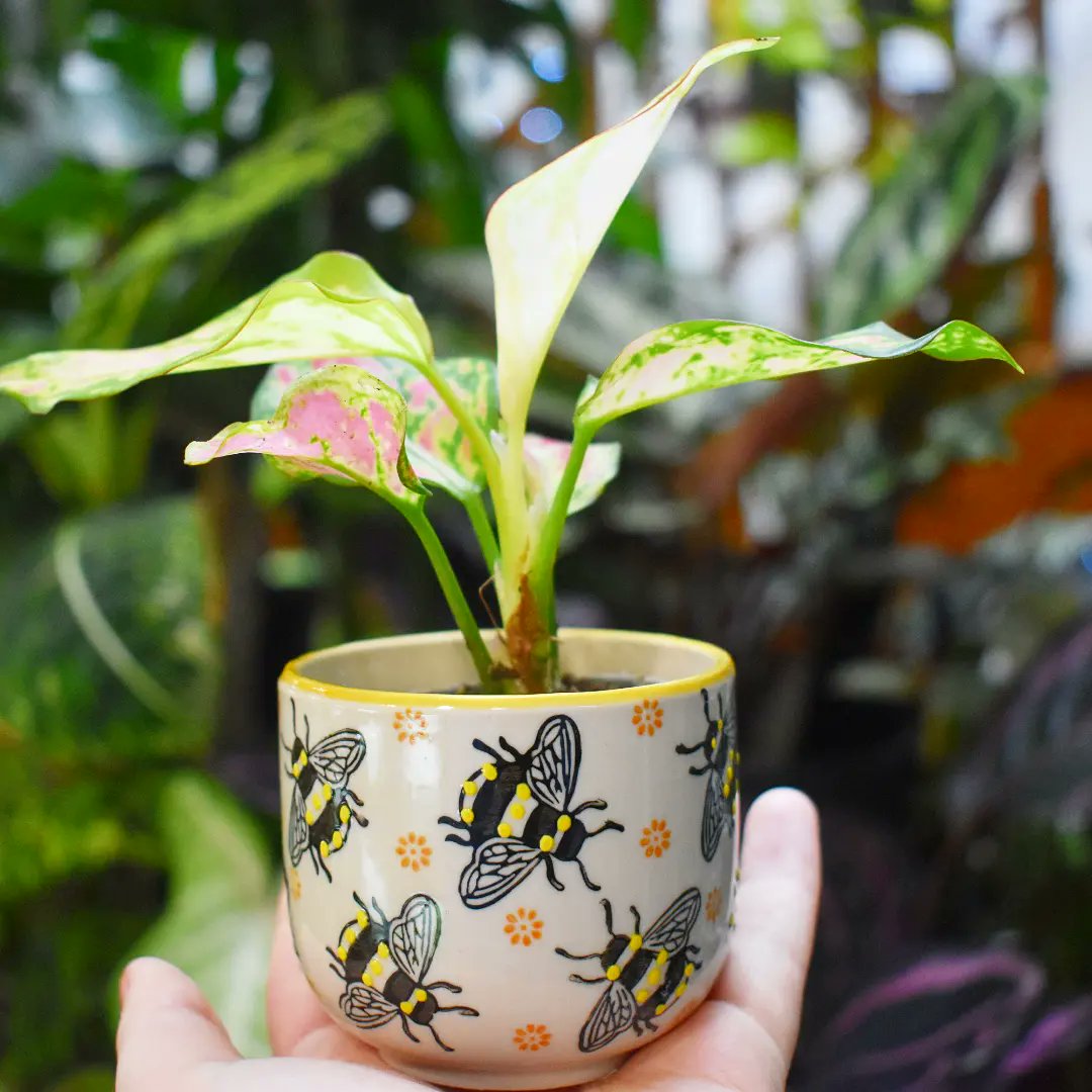 GardenGeeksUK's tweet photo. POV: you work in the world's best plant shop so you're putting tiny plants in tiny pots to boost everyone's serotonin π which one's your favourite combo?
#gardengeeks #plants #plantpots #giftideas #goodvibes #plantheaven #sassandbelle #prettypots #allthingsbotanical #plantshop https://t.co/lWCUcB4URD