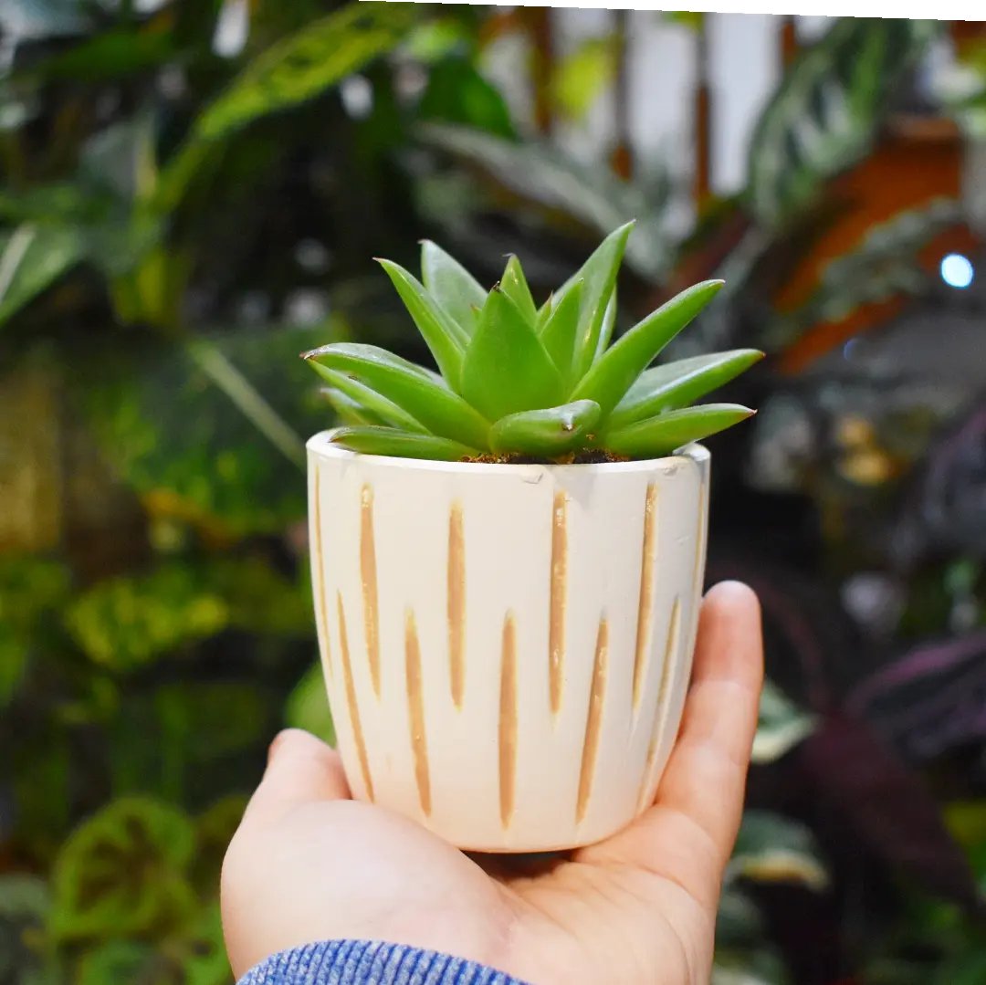 POV: you work in the world's best plant shop so you're putting tiny plants in tiny pots to boost everyone's serotonin 😌 which one's your favourite combo?

#gardengeeks #plants #plantpots #giftideas #goodvibes #plantheaven #sassandbelle #prettypots #allthingsbotanical #plantshop