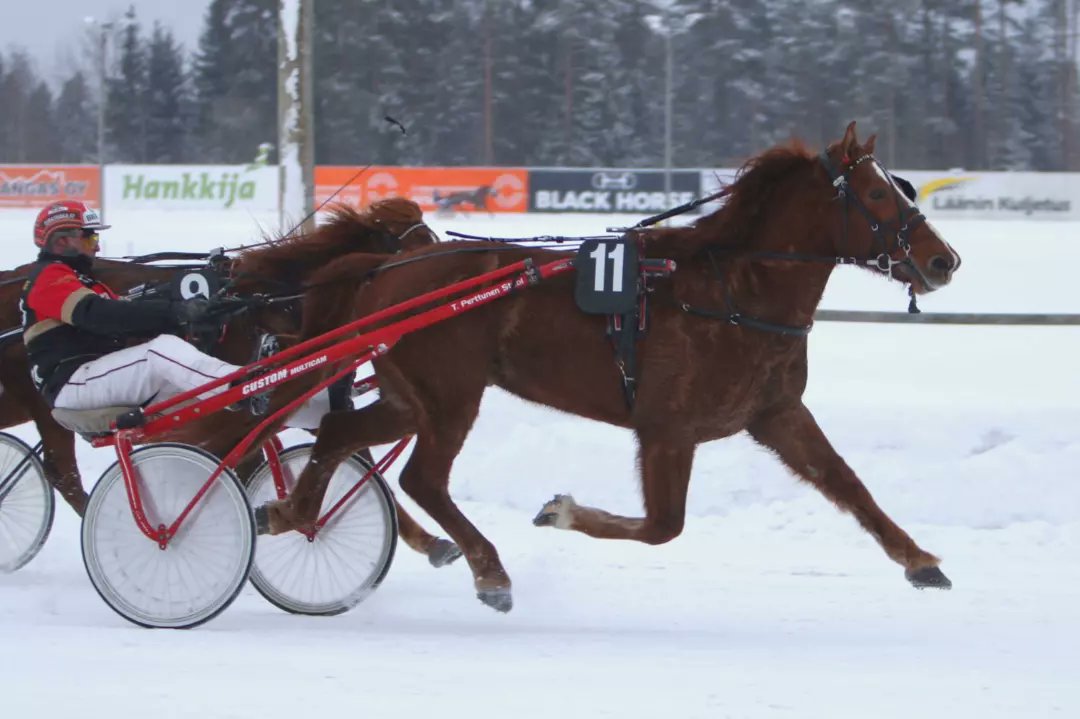 Numerotalo Oy-lähdössä terävimmän loppukirin esitti Antin Kroisos rattaillaan valmentaja Tapio Perttunen. Talli Kroisoksen Pennoset omistaa seitsemänvuotiaan ruunan. #ravit #lappeenravit #lappeenravirata